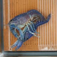 フロリダブルー