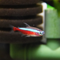 カージナルテトラ