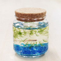 プチアクアリウム